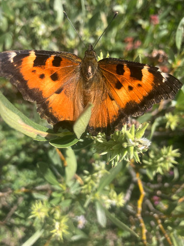iNaturalist observation photo of California Tortoiseshell