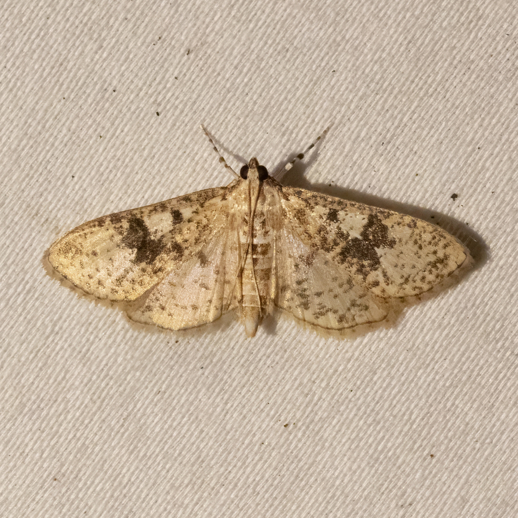 Palpita arsaltealis