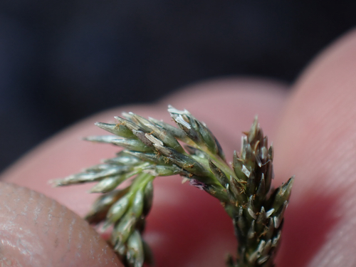 Sporobolus africanus observed 2026-08-01