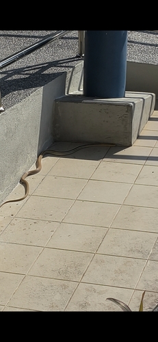 Copperhead Rat Snake