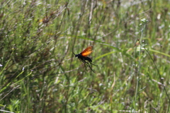 Pepsis pallidolimbata