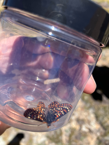 iNaturalist observation photo of Edith's Checkerspot