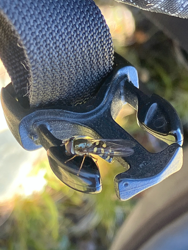 iNaturalist observation photo of Common Loopwing Aphideater