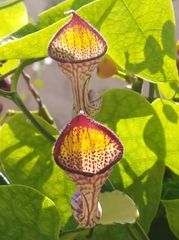 Aristolochia triangularis
