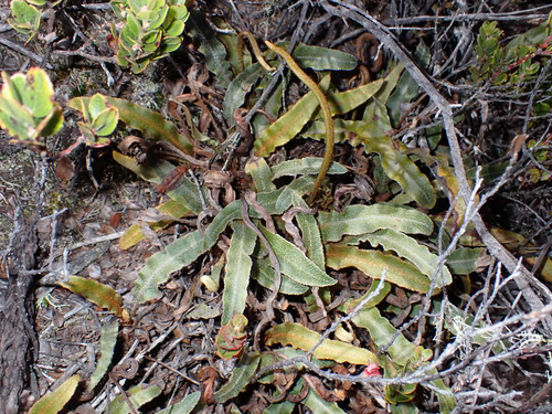 Elaphoglossum paleaceum, 2026-08-01