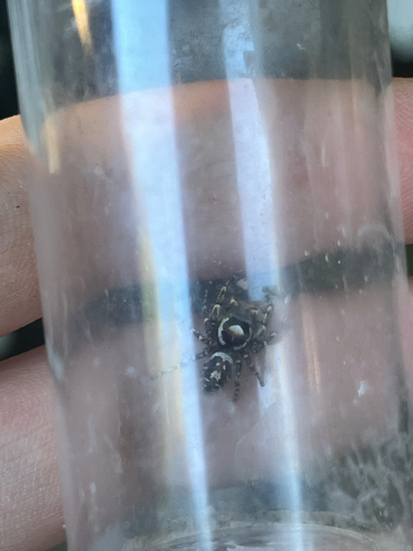iNaturalist observation photo of Hairy Tufted Jumping Spider