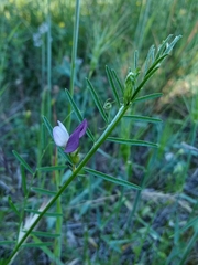Vicia peregrina