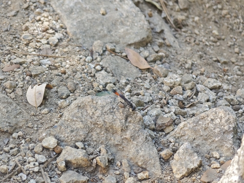 iNaturalist observation photo of Common Thread-waisted Wasp