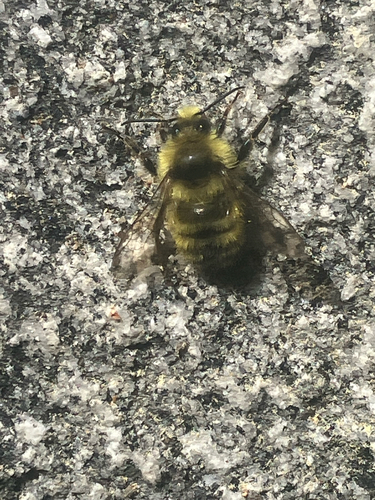 iNaturalist observation photo of Bumble Bees