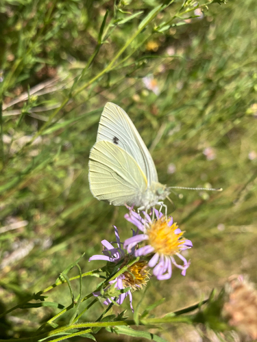 iNaturalist observation photo of Garden Whites