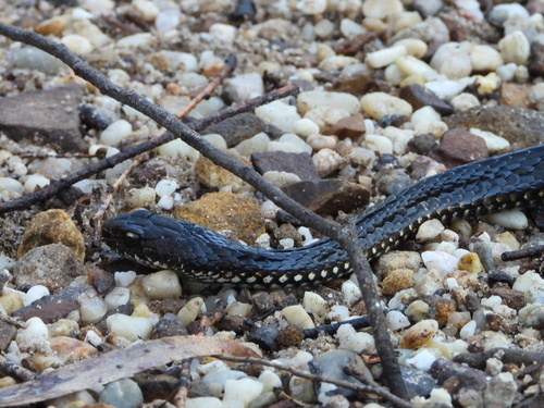 Highlands Copperhead