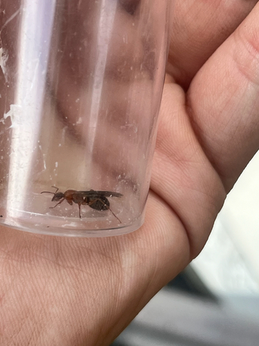 iNaturalist observation photo of Wood, Mound, and Field Ants