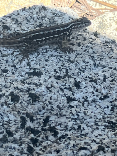 iNaturalist observation photo of Common Sagebrush Lizard