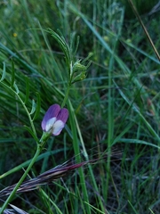 Vicia peregrina