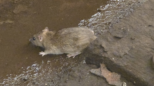 Rat photographed near here on 2026-08-01