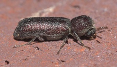 Amphicerus bicaudatus