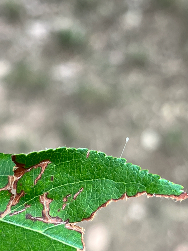 iNaturalist observation photo of Green Lacewings