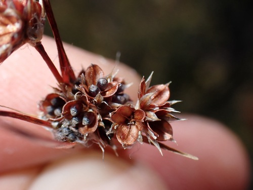 Luzula hawaiiensis observed 2026-08-01