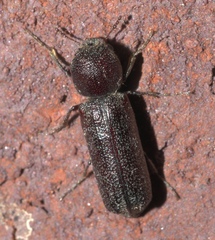 Amphicerus bicaudatus