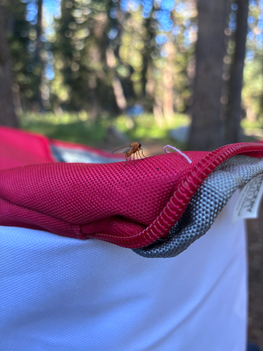 iNaturalist observation photo of Brachyceran Flies