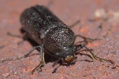 Amphicerus bicaudatus