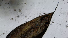 Plagiothecium piliferum