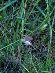 Vicia peregrina