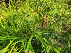 Carex crinita, photograph (c) Andres Garcia, some rights reserved (CC BY)