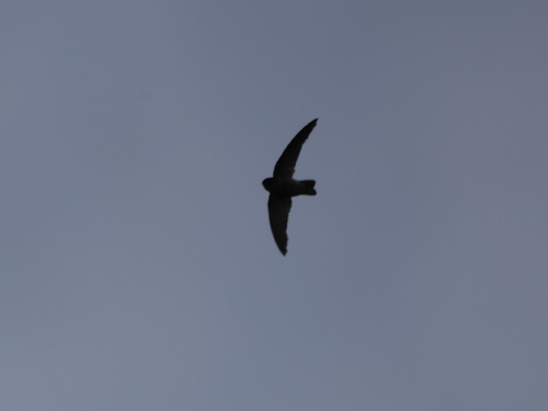 Mariana Swiftlet (Aerodramus bartschi), photo 2