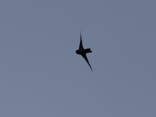 Mariana Swiftlet (Aerodramus bartschi), photo 3