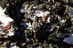 Polydrusus tereticollis