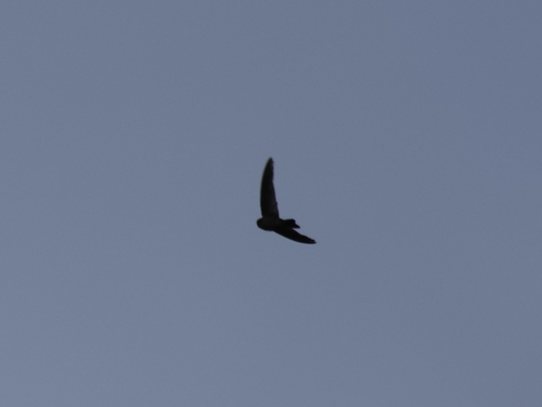Mariana Swiftlet (Aerodramus bartschi), photo 5