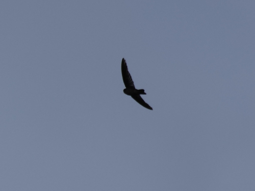 Mariana Swiftlet (Aerodramus bartschi), photo 6
