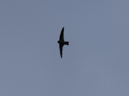 Mariana Swiftlet (Aerodramus bartschi), photo 7