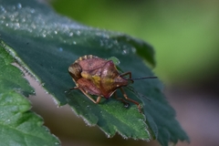 Carpocoris purpureipennis
