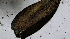 Plagiothecium piliferum