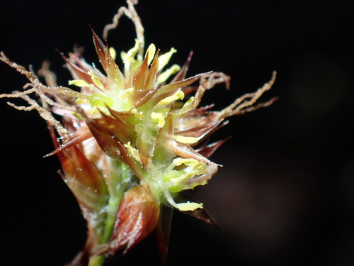 Luzula hawaiiensis observed 2026-08-01