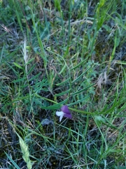 Vicia peregrina