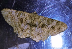 Racotis boarmiaria