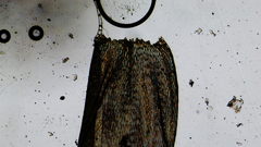 Plagiothecium piliferum