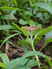 Cnaphalocrocis limbalis