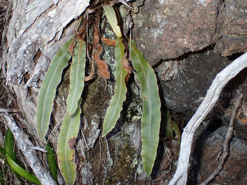 Elaphoglossum paleaceum observed 2026-08-01