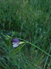 Vicia peregrina