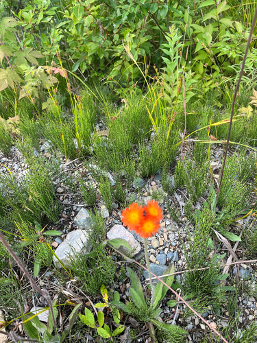 orange hawkweed