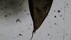 Plagiothecium piliferum