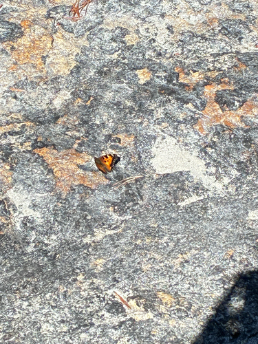 iNaturalist observation photo of California Tortoiseshell