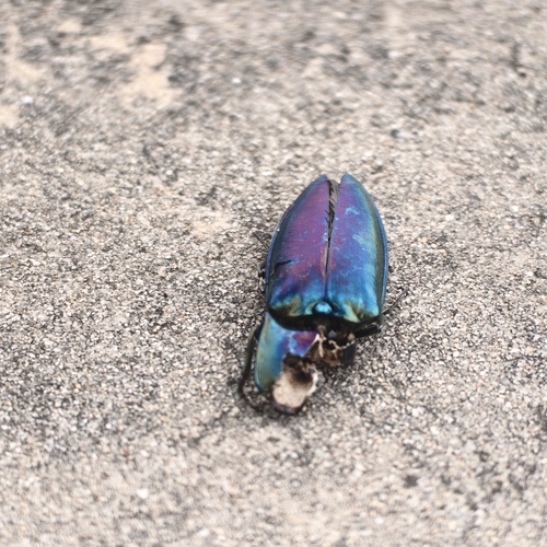 Campsosternus auratus