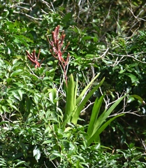 Aechmea tillandsioides, photograph (c) Amber M. King, some rights reserved (CC BY)