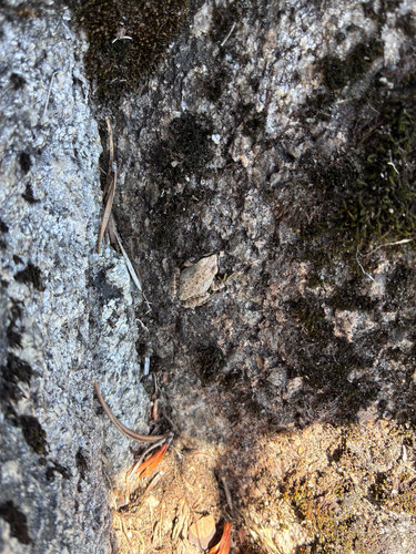 iNaturalist observation photo of Pacific chorus frog