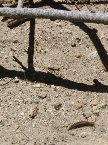 iNaturalist observation photo of Ants, Bees, Wasps, and Sawflies